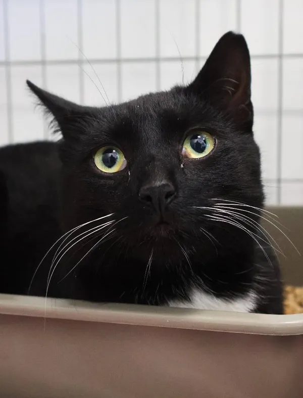 Znaleziono kota, Łódź, 23 lipca 2025 (1/5)