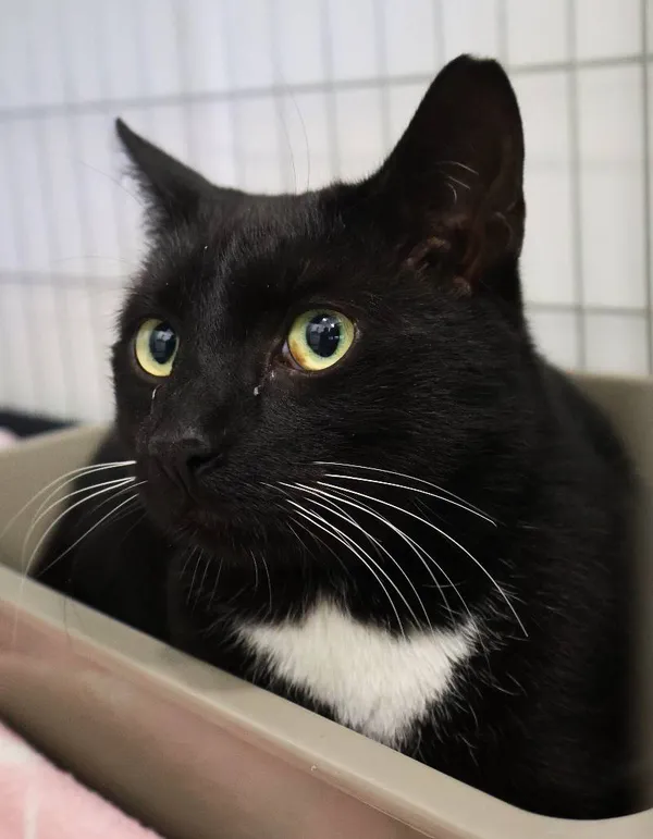 Znaleziono kota, Łódź, 23 lipca 2025 (4/5)