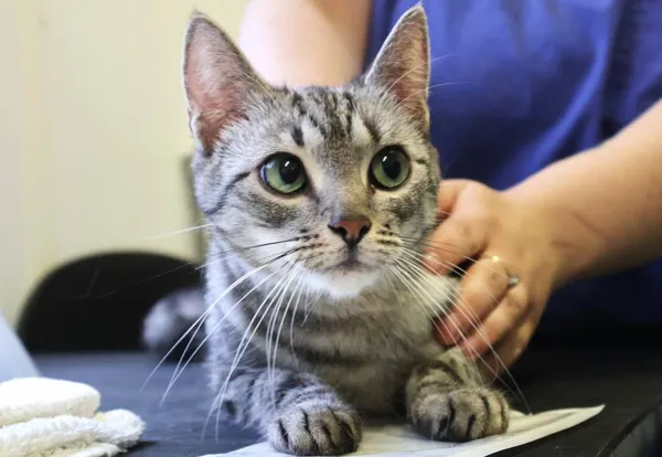 Znaleziono kota, Łódź, 20 czerwca 2025 (2/4)