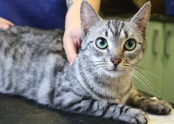 Znaleziono kota, Łódź, 20 czerwca 2025 (3/4)