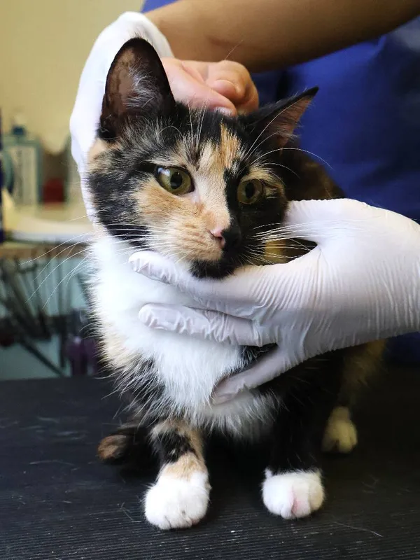 Znaleziono kota, Łódź, 20 czerwca 2025 (1/3)