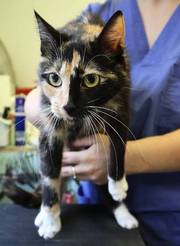 Znaleziono kota, Łódź, 20 czerwca 2025 (3/3)