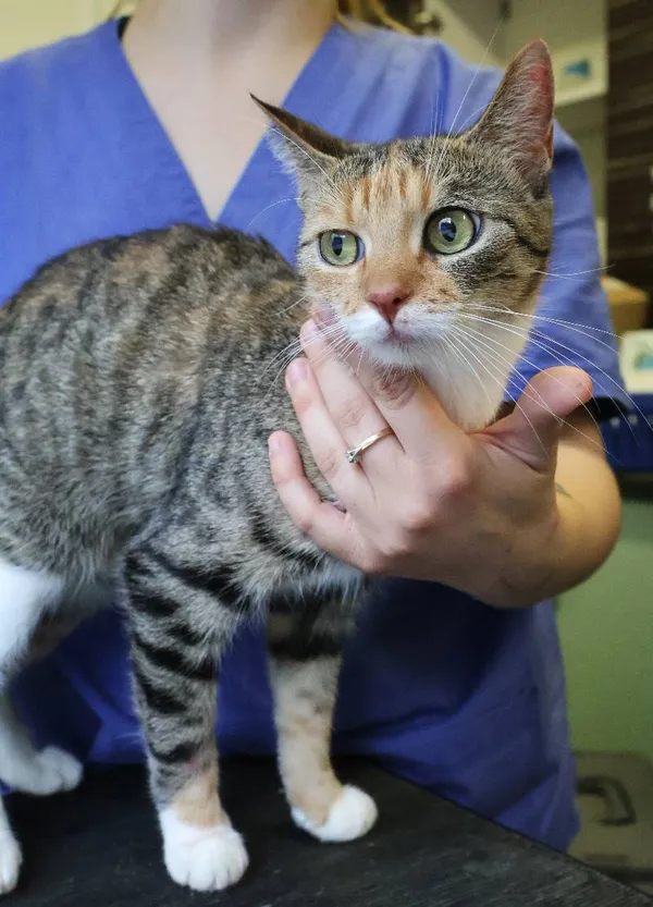 Znaleziono kota, Łódź, 20 czerwca 2025 (1/4)