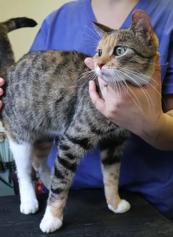 Znaleziono kota, Łódź, 20 czerwca 2025 (3/4)