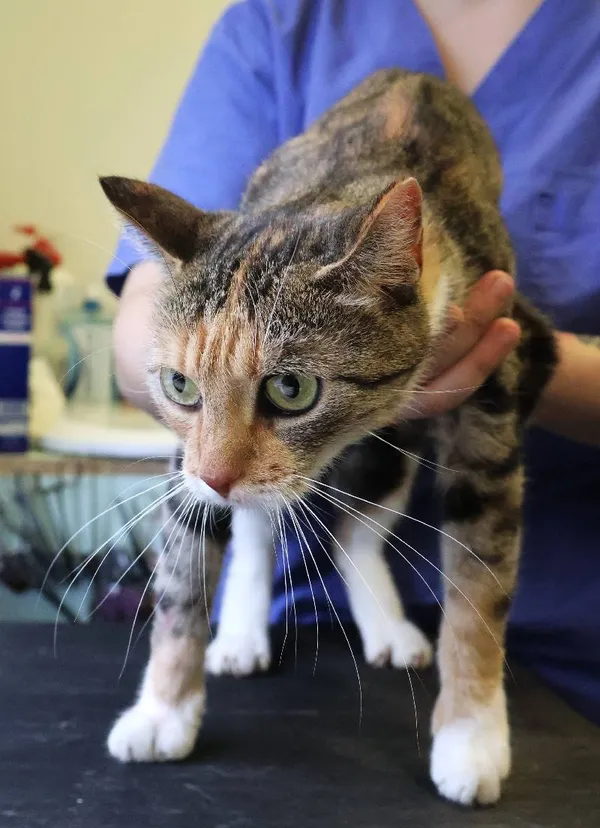 Znaleziono kota, Łódź, 20 czerwca 2025 (4/4)