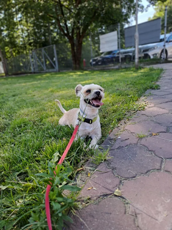 Pies do adopcji, Olsztyn, 3 czerwca 2025 (3/4)