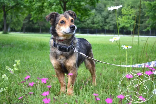 Pies do adopcji, Chełmek, 4 grudnia 2024