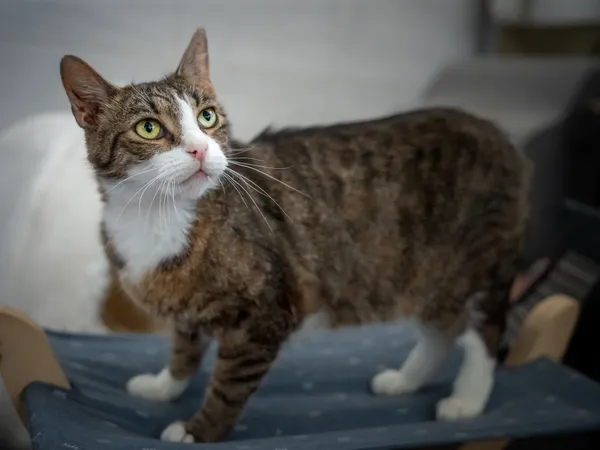 Znaleziono kota, Sosnowiec, 12 czerwca 2025 (1/5)