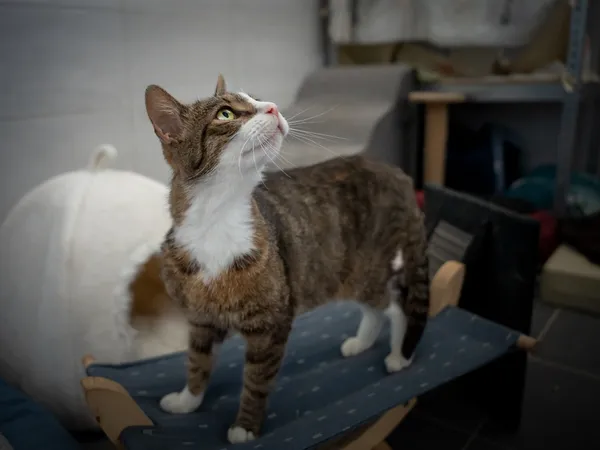 Znaleziono kota, Sosnowiec, 12 czerwca 2025 (2/5)