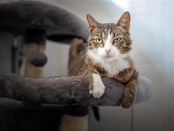 Znaleziono kota, Sosnowiec, 12 czerwca 2025 (4/5)