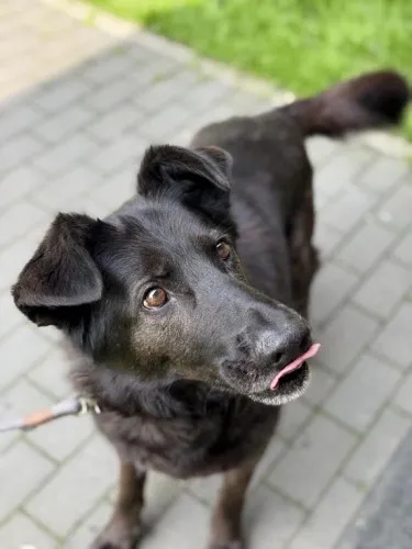 Pies do adopcji, Kraków, 6 czerwca 2025 (4/5)