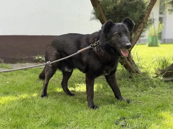 Pies do adopcji, Kraków, 6 czerwca 2025 (5/5)