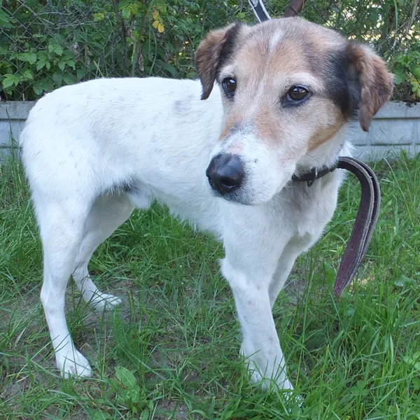 Znaleziono psa, Nowa Krępa, 12 czerwca 2025