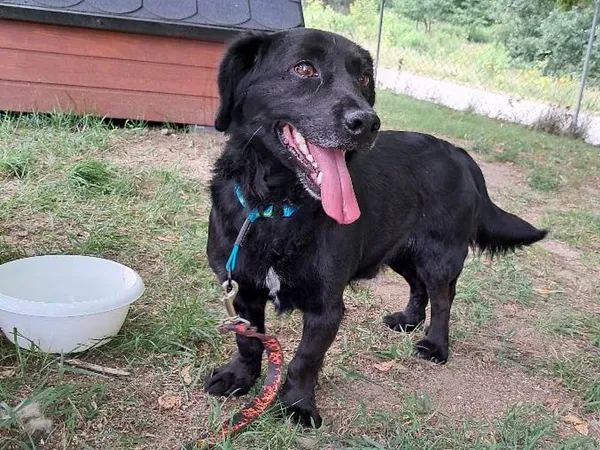 Pies do adopcji, Tatary, 17 maja 2024 (2/2)