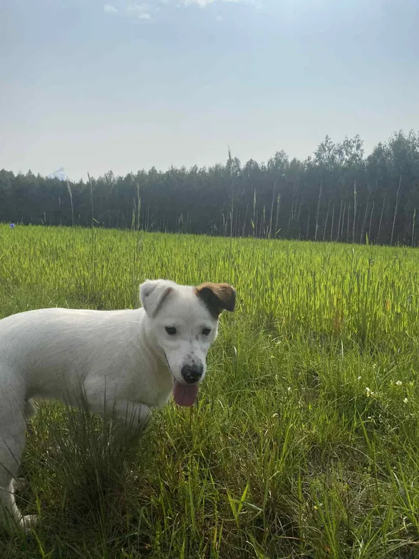 Zaginął pies, Sawin, 22 czerwca 2025 (2/3)