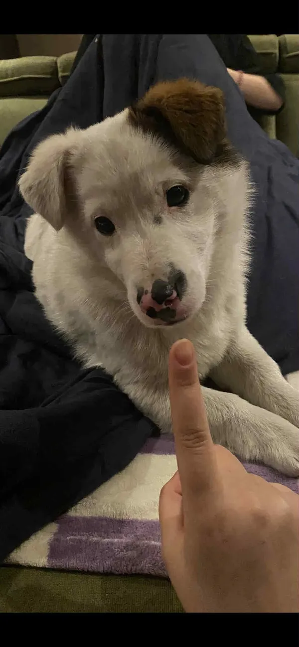 Zaginął pies, Sawin, 22 czerwca 2025 (3/3)