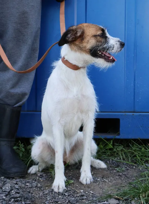 Znaleziono psa, Łódź, 22 czerwca 2025 (1/5)