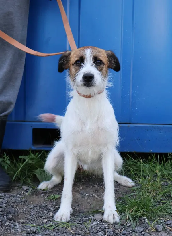 Znaleziono psa, Łódź, 22 czerwca 2025 (2/5)