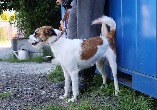 Znaleziono psa, Łódź, 22 czerwca 2025 (3/5)