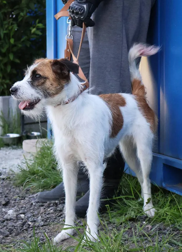 Znaleziono psa, Łódź, 22 czerwca 2025 (4/5)