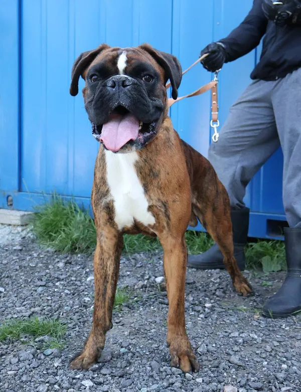 Znaleziono psa, Łódź, 1 września 2025 (3/5)