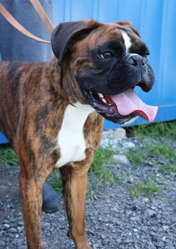 Znaleziono psa, Łódź, 1 września 2025 (5/5)