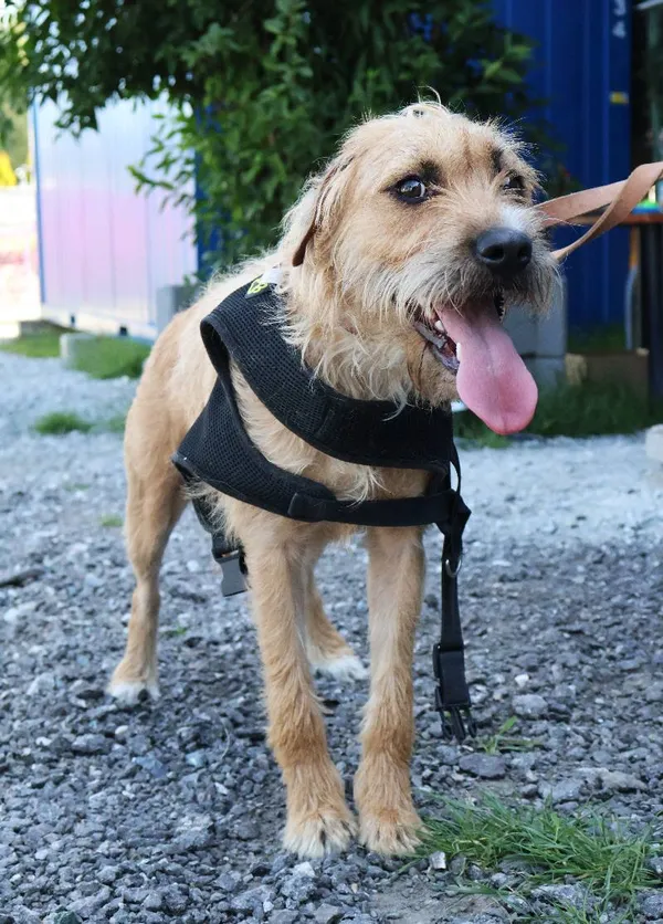 Znaleziono psa, Łódź, 21 czerwca 2025 (1/4)