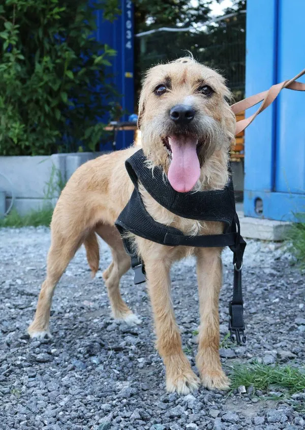 Znaleziono psa, Łódź, 21 czerwca 2025 (3/4)