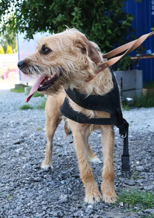 Znaleziono psa, Łódź, 21 czerwca 2025 (4/4)