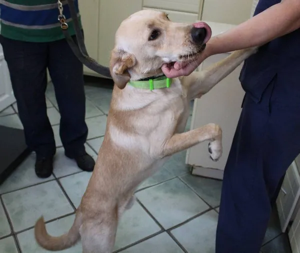 Znaleziono psa, Łódź, 21 czerwca 2025 (1/5)