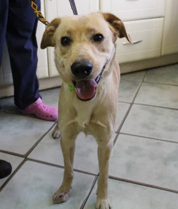 Znaleziono psa, Łódź, 21 czerwca 2025 (2/5)