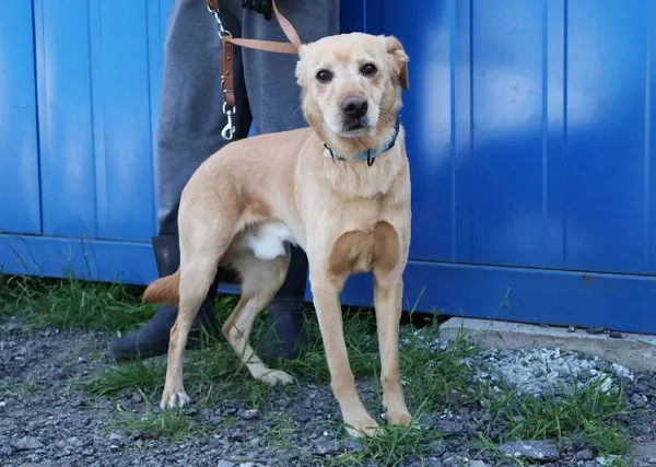 Znaleziono psa, Łódź, 21 czerwca 2025 (4/5)