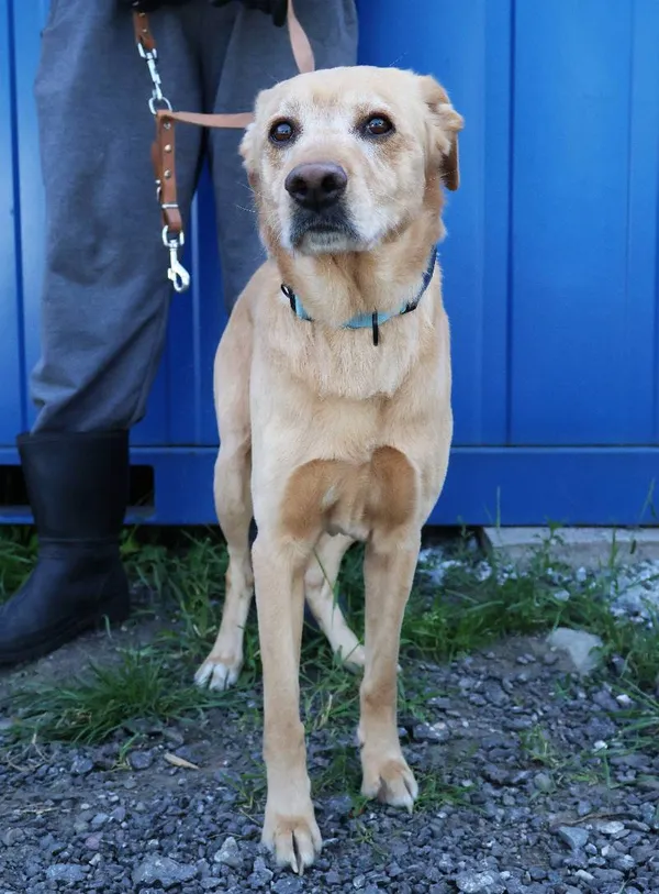 Znaleziono psa, Łódź, 21 czerwca 2025 (5/5)