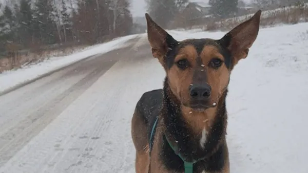 Znaleziono psa, Tatary, 10 grudnia 2024