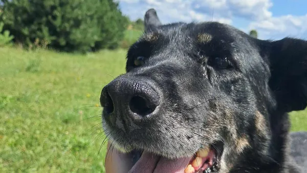 Pies do adopcji, Tatary, 25 listopada 2015 (1/4)