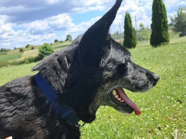 Pies do adopcji, Tatary, 25 listopada 2015 (4/4)