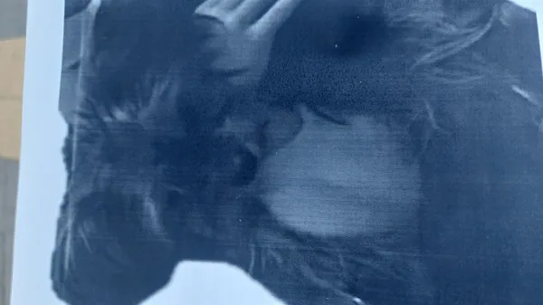 Zaginął pies, Łódź, 22 czerwca 2025