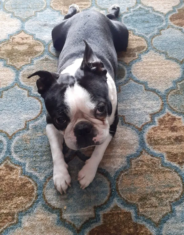 Zaginął pies, Pruszcz Gdański, 23 czerwca 2025 (1/3)