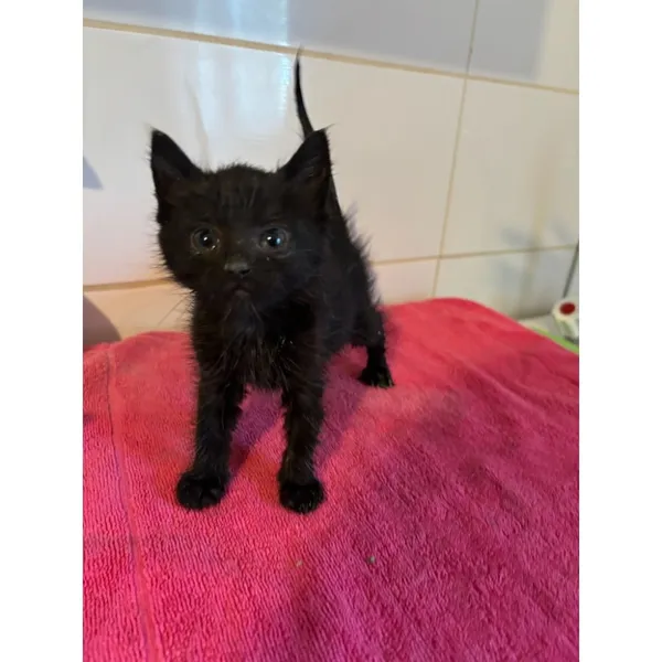 Znaleziono kota, Białystok, 21 czerwca 2025