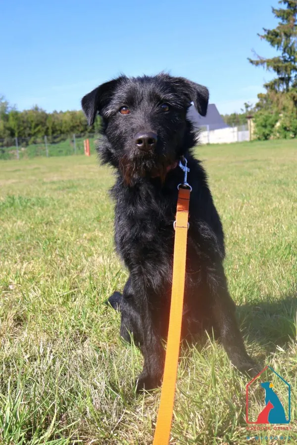 Pies do adopcji, Grudziądz, 23 maja 2025