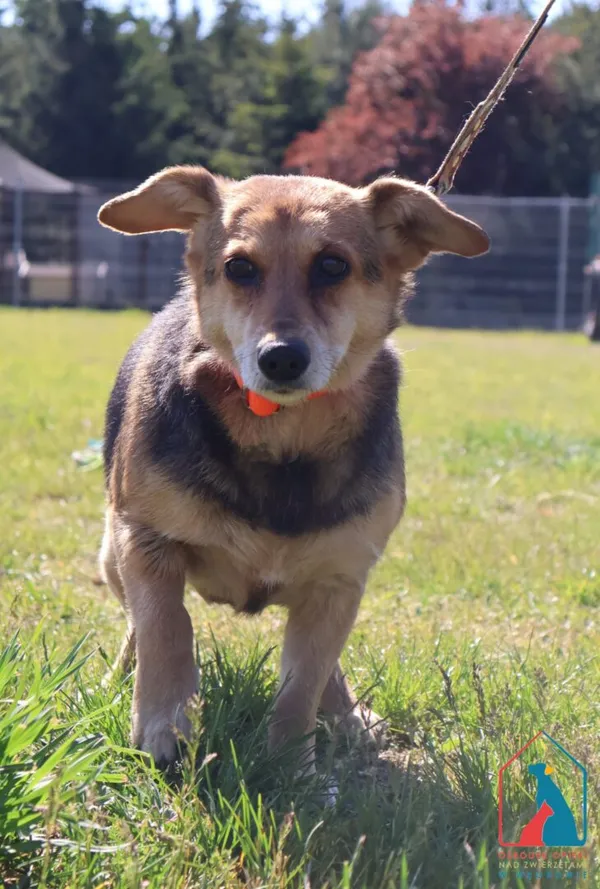 Pies do adopcji, Grudziądz, 23 maja 2025