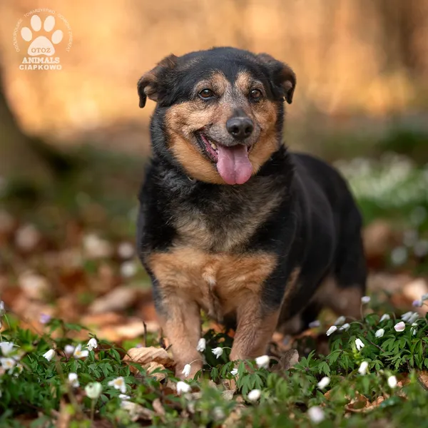 Pies do adopcji, Gdynia, 23 czerwca 2025 (4/4)