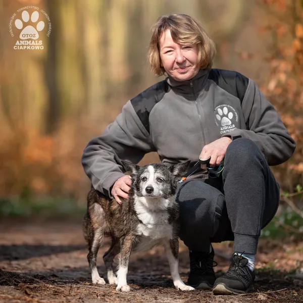 Pies do adopcji, Gdynia, 23 czerwca 2025 (4/4)