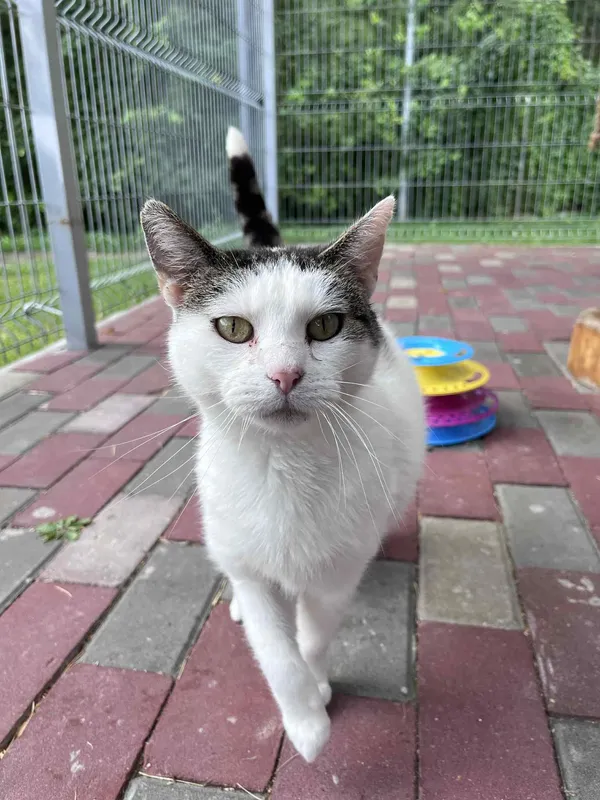 Kot do adopcji, Włocławek, 21 czerwca 2025 (2/5)