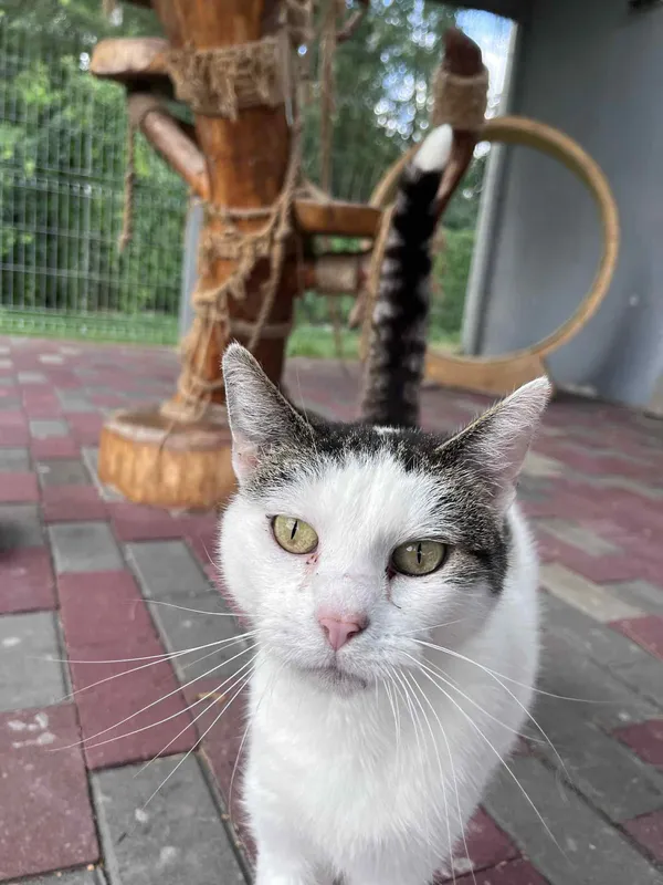 Kot do adopcji, Włocławek, 21 czerwca 2025 (3/5)