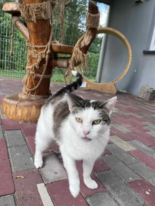 Kot do adopcji, Włocławek, 21 czerwca 2025 (5/5)