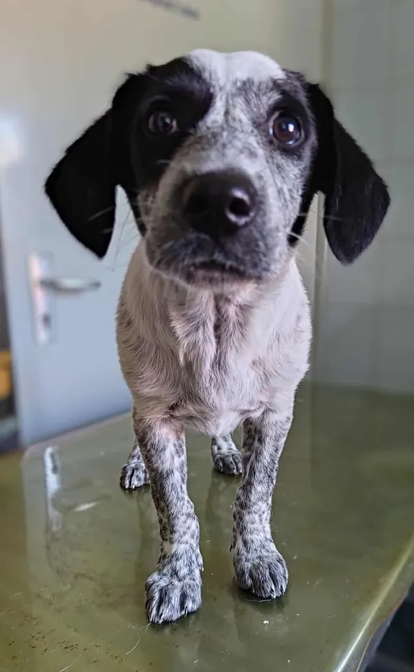 Znaleziono psa, Lublin, 22 czerwca 2025