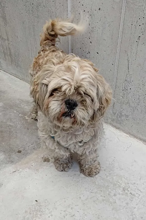 Znaleziono psa, Lublin, 23 czerwca 2025