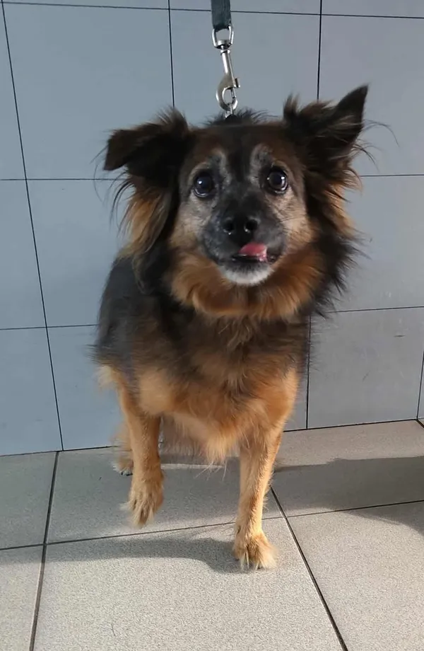 Znaleziono psa, Lublin, 23 czerwca 2025