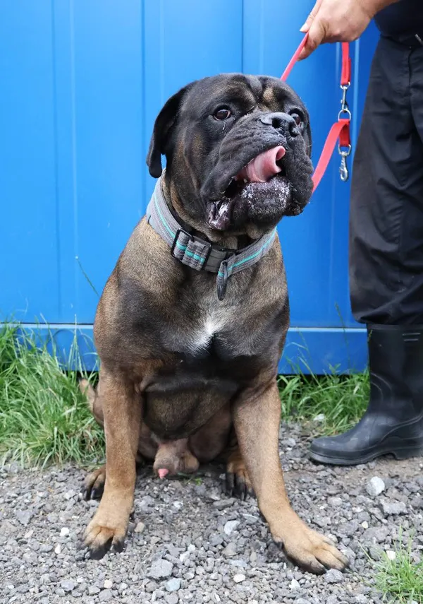 Znaleziono psa, Łódź, 22 czerwca 2025 (1/5)